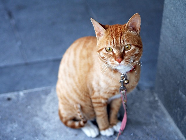 Pet sitting services near me in Albany, NY