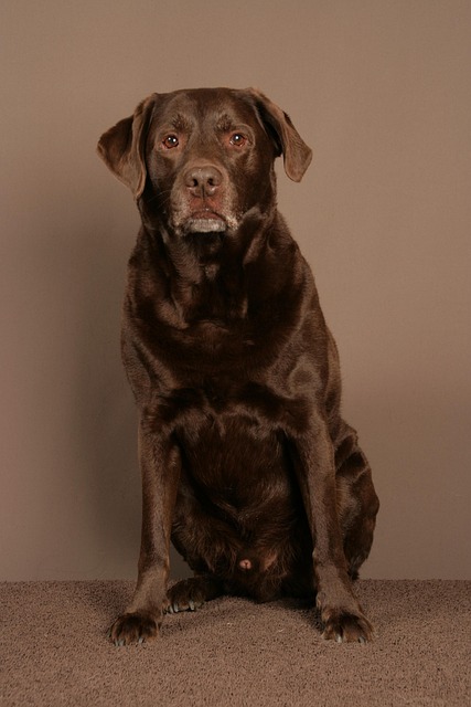 Pet sitting services near me in Albany, NY