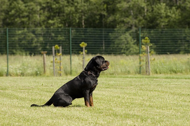 Pet sitting services near me in Albany, NY