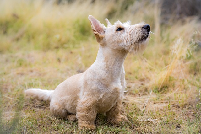 pet-sitting-services-near-me-in-albany-n-640x480-67370367.jpeg