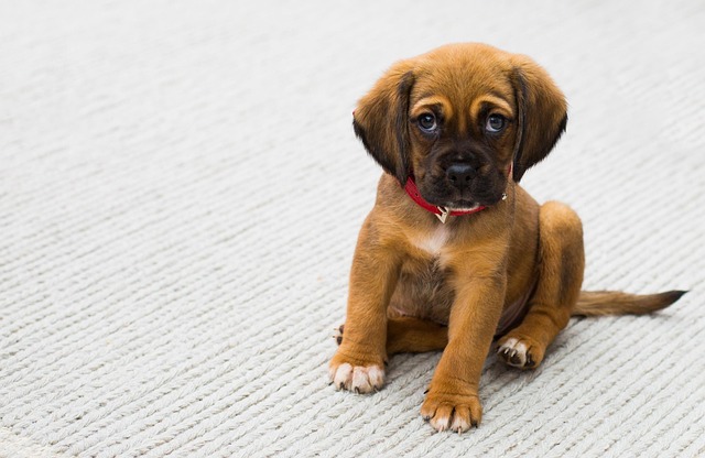 Pet sitting services near me in Albany, NY