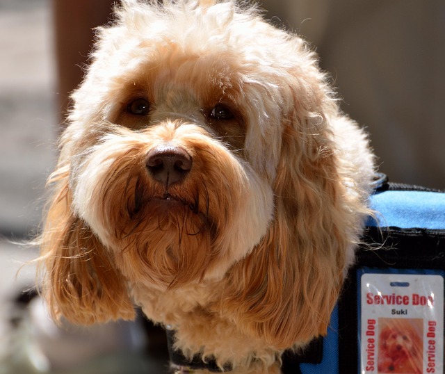 Service animals vs. emotional support animals Albany, NY