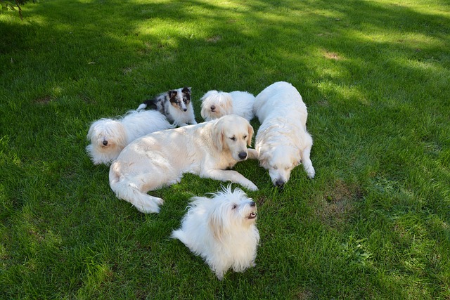 Apartments that allow dogs in Albany, NY