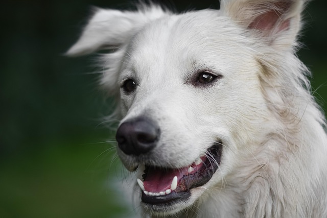 Apartments that allow dogs in Albany, NY