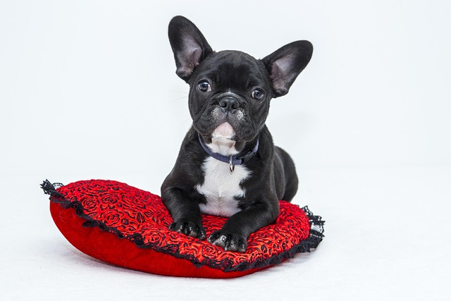 apartments-that-allow-dogs-in-albany-ny-640x480-74293262.jpeg
