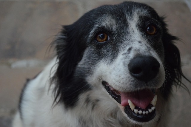 Best pet-friendly buildings in Albany, NY