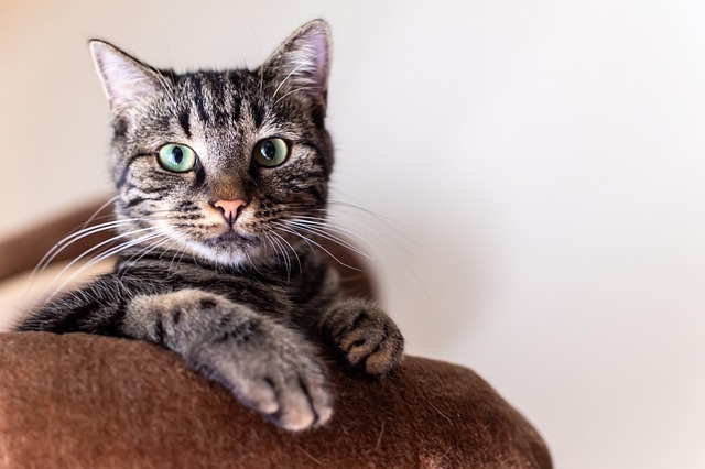 Cat friendly rentals Albany