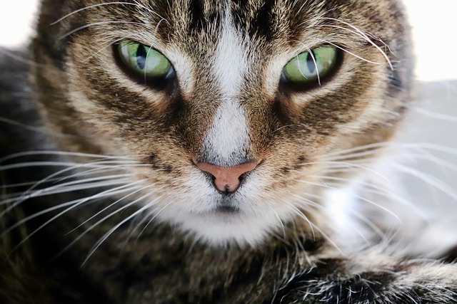 Cat friendly rentals Albany