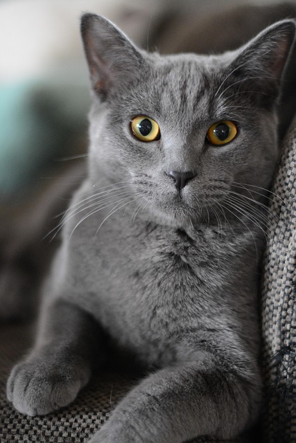 cat-friendly-rentals-albany-640x480-3288215.jpeg
