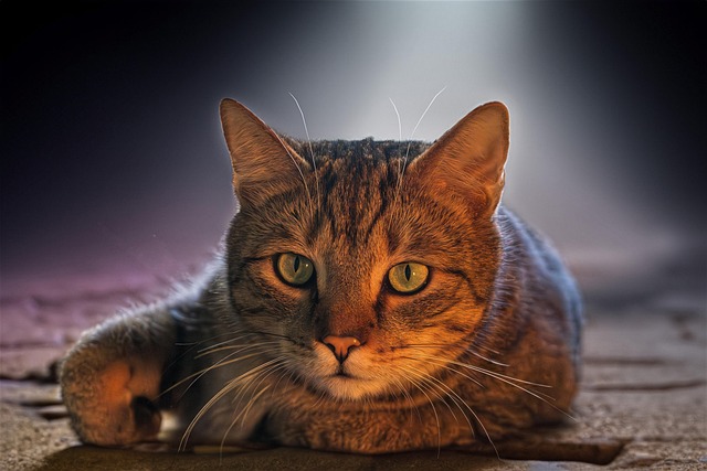 Cat friendly rentals Albany
