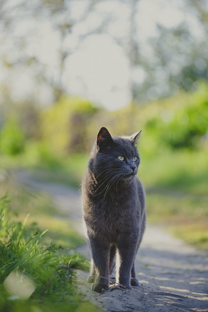 Cat friendly rentals Albany