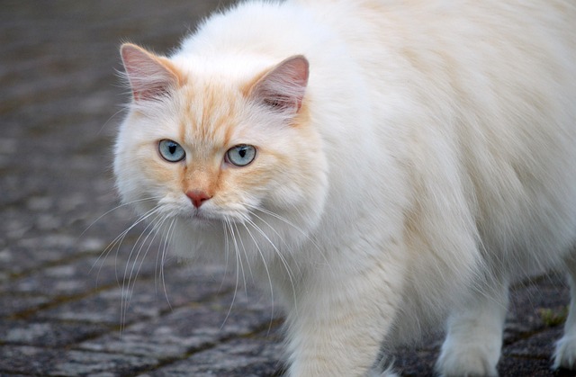 Cat friendly rentals Albany