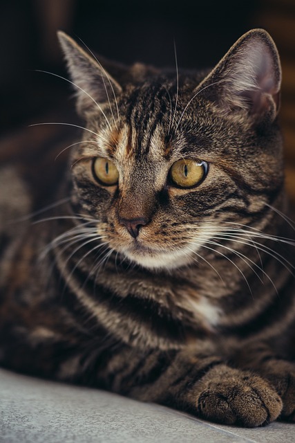 Cat friendly rentals Albany