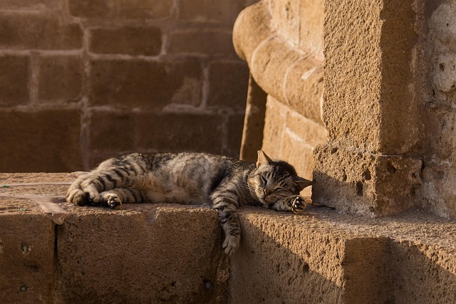 cat-friendly-rentals-albany-640x480-85398713.jpeg