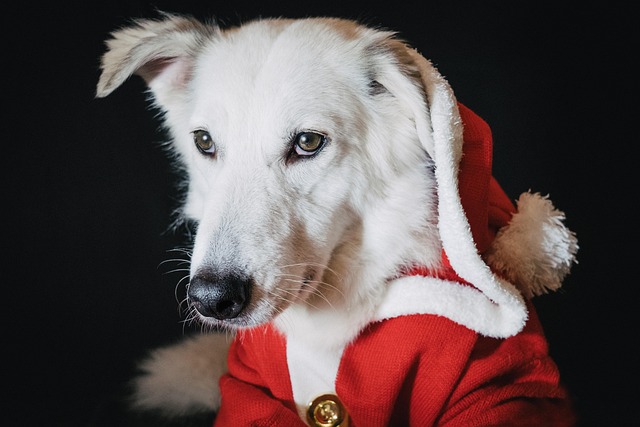 dog-parks-near-pet-friendly-apartments-a-640x480-26430639.jpeg