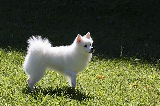 Dog parks near pet friendly apartments Albany
