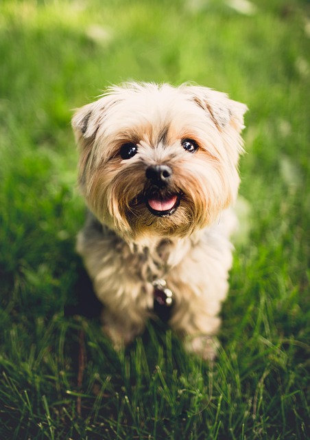 Dog parks near pet friendly apartments Albany