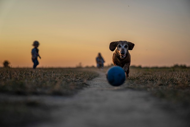 dog-parks-near-pet-friendly-apartments-a-640x480-35255460.jpeg