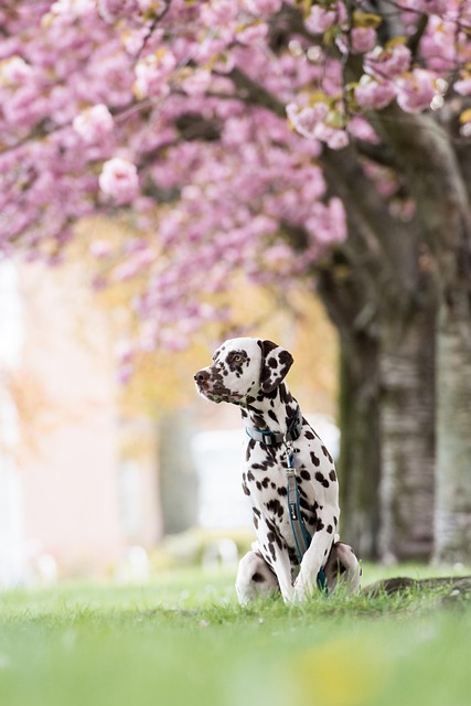 Dog parks near pet friendly apartments Albany