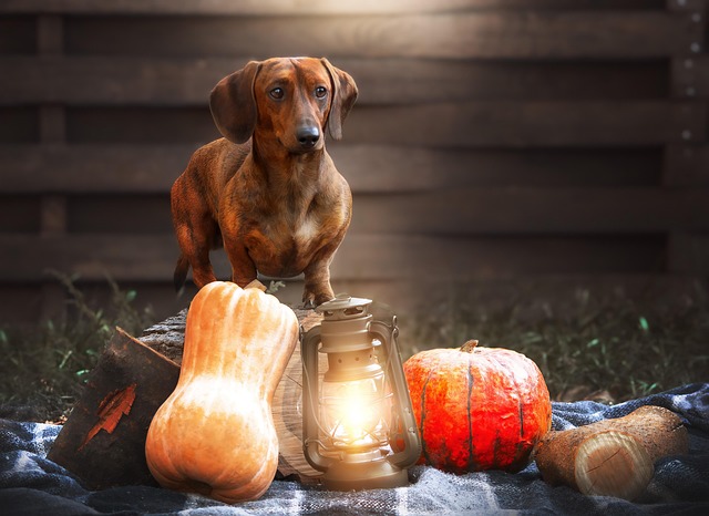 Dog parks near pet friendly apartments Albany