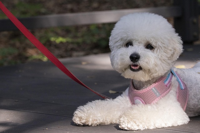 dog-parks-near-pet-friendly-apartments-a-640x480-45214673.jpeg