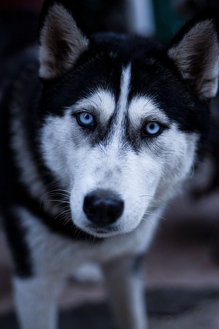 Dog parks near pet friendly apartments Albany