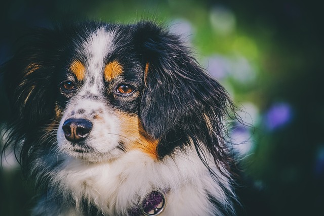 Dog parks near pet friendly apartments Albany