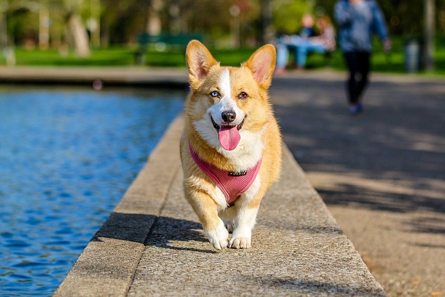 Dog parks near pet friendly apartments Albany