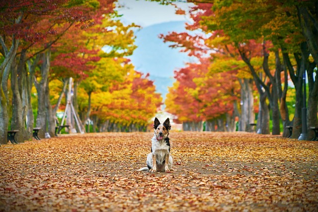 Dog parks near pet friendly apartments Albany