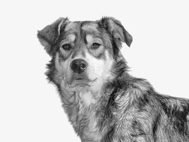 dog-parks-near-pet-friendly-apartments-a-640x480-84915973.jpeg