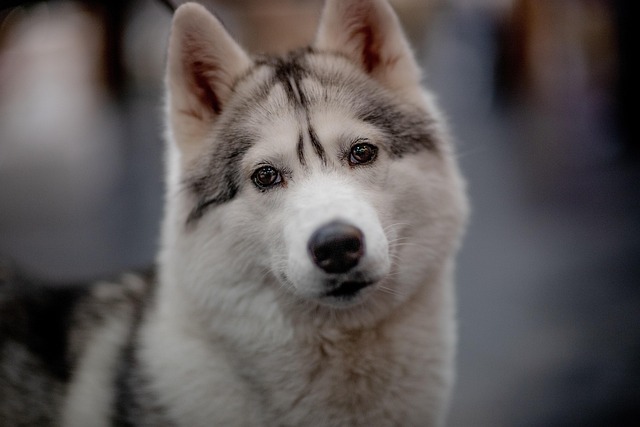 dog-parks-near-pet-friendly-apartments-a-640x480-89239079.jpeg