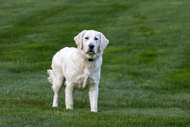 pet-friendly-apartments-in-albany-640x480-18730896.jpeg