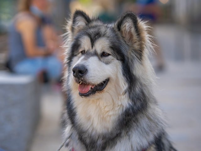 pet-friendly-apartments-in-albany-640x480-50760350.jpeg
