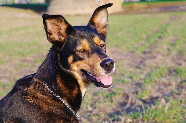 pet-friendly-apartments-in-albany-ny-640x480-7310826.jpeg