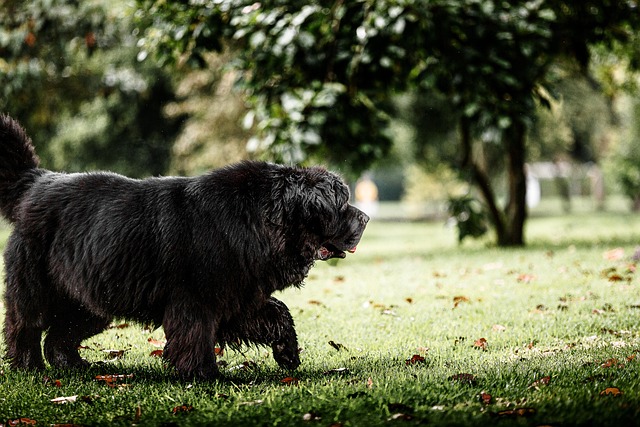 Pet friendly neighborhoods in Albany