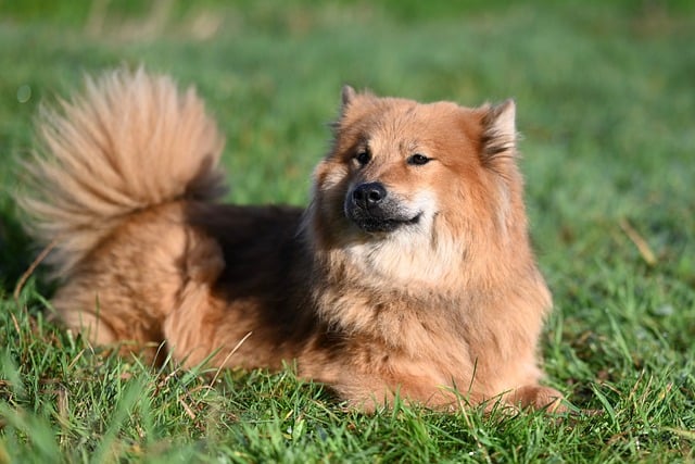 pet-friendly-neighborhoods-in-albany-640x480-68935468.jpeg