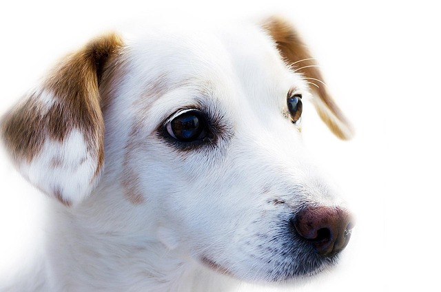 Pet friendly neighborhoods in Albany