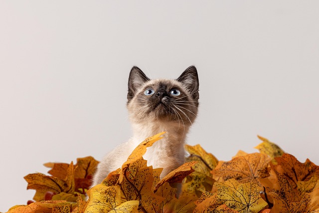 Pet-friendly studio apartments in Albany