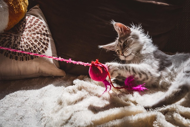 Pet policies in Albany apartments