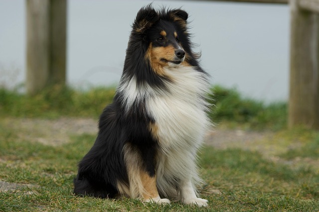 Pet sitting services near me in Albany, NY