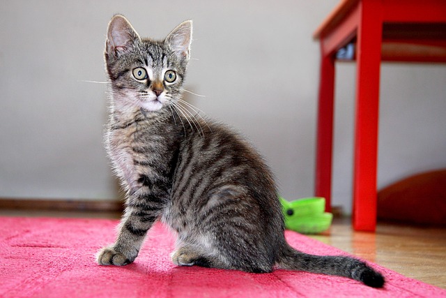 pet-sitting-services-near-me-in-albany-n-640x480-74735257.jpeg