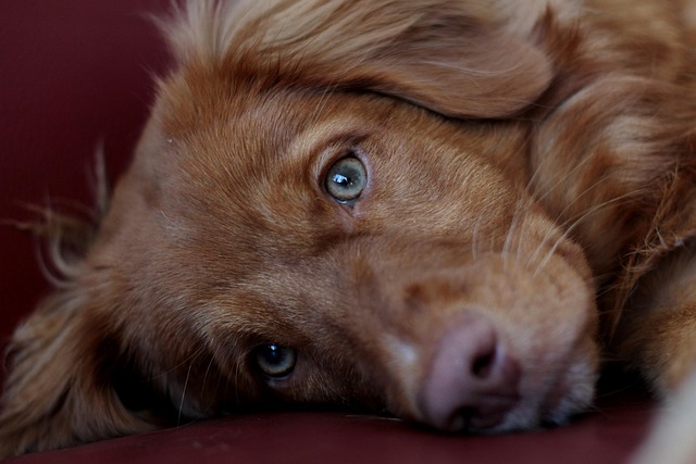 Rental applications with pets Albany, NY