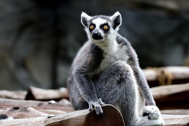 Service animals vs. emotional support animals Albany, NY