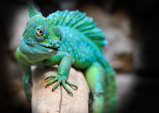 Service animals vs. emotional support animals Albany, NY