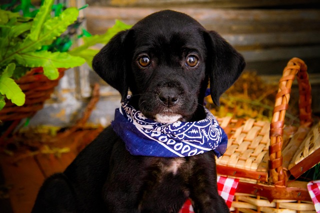 Albany pet friendly housing