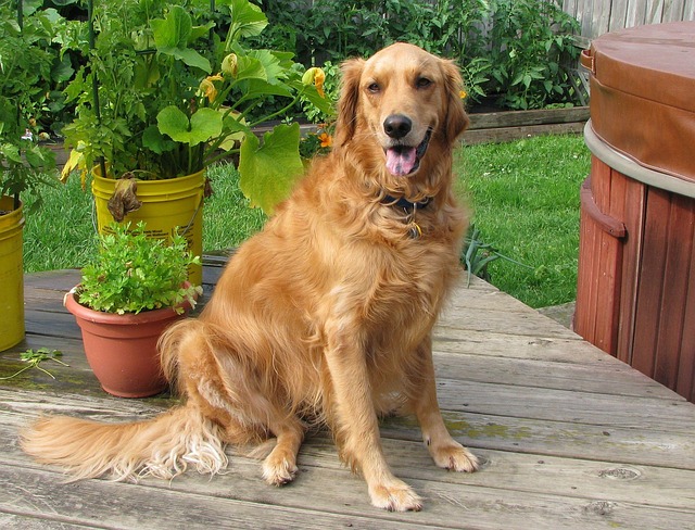 Albany pet friendly housing
