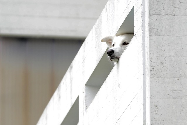 Albany pet friendly housing