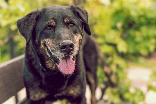 Albany pet friendly housing