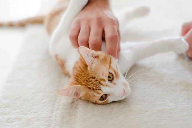 Albany pet friendly housing