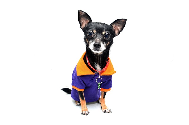albany-pet-friendly-housing-640x480-69513432.jpeg